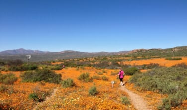 南アフリカの花園　ナマクワランドを訪ねる旅【10日間】