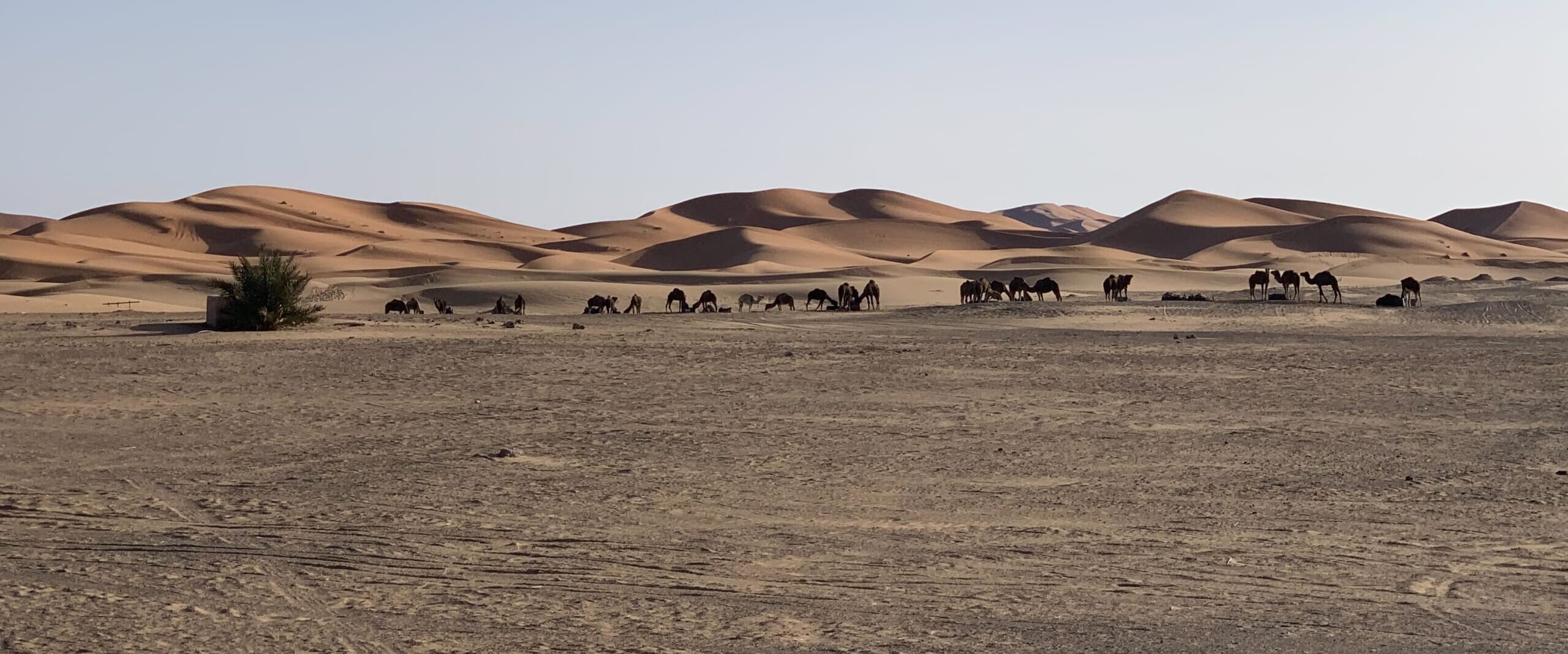 超貴重品　モロッコ砂漠で採取　現在輸出禁止です。 帰国レポート】幻想のモロッコとラ・マムーニャの旅 | 旅のひろば