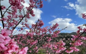 【帰着レポート】「遥かなる琉球」日本一の早咲き桜とやんばるの森　5日間