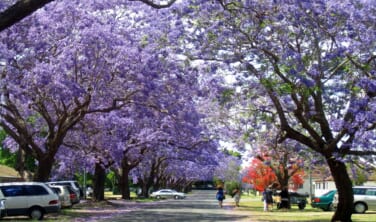 オーストラリア東海岸 花咲くジャカランダ街道とブルーマウンテンズの旅【8日間】