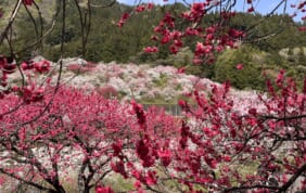 【帰着レポート】伊那谷の春景色２つの桃源郷と柿其・阿寺渓谷の旅