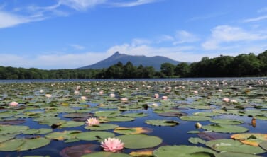 浮紫陽花咲く松前と夏の大沼睡蓮クルーズの旅【3日間】