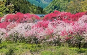 【帰着レポート】伊那谷の春景色　２つの桃源郷と柿其・阿寺渓谷の旅　3日間