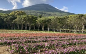 【帰着レポート】フリージアの季節に訪れる　八丈島・三宅島の旅