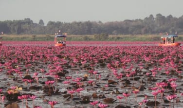 赤い蓮の海とタイ・ラオス絶景紀行【7日間】