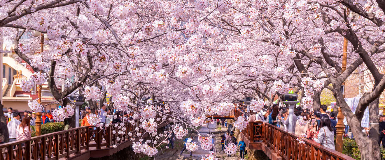【東京港発着】クイーン・エリザベス　日本の伝統的な街並みと春景色を訪ねて【11日間】