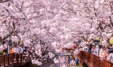 【東京港発着】クイーン・エリザベス　日本の伝統的な街並みと春景色を訪ねて【11日間】
