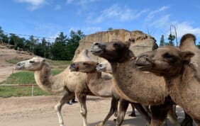 【帰国レポート】夏のモンゴル ゴビ砂漠の絶景と花咲くテレルジの旅 8日間