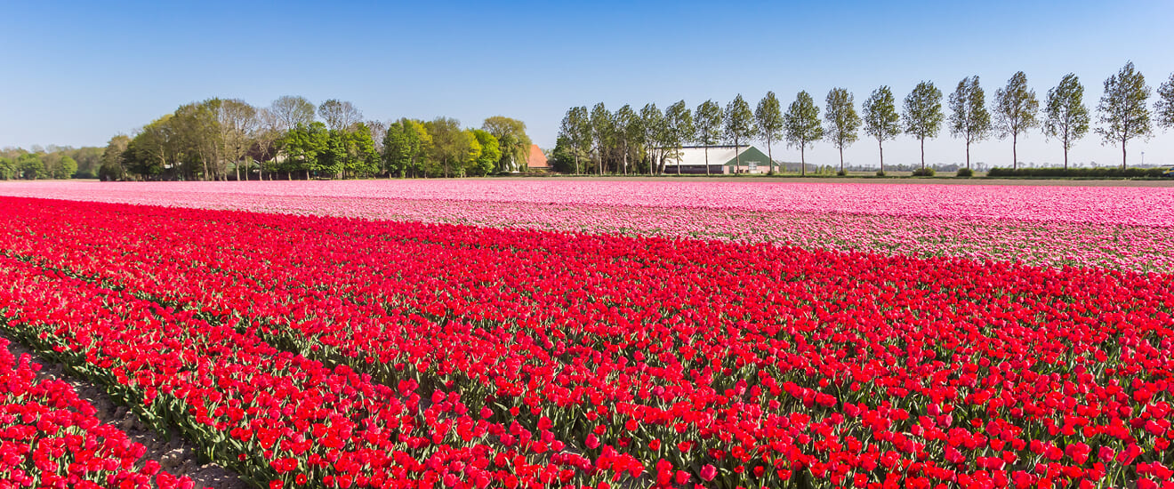 花のオランダ・ベルギーの旅【10日間】