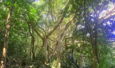 世界自然遺産　やんばる大自然満喫の旅【4日間】