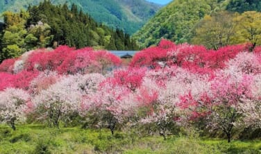 南信州の桃源郷と翠の渓谷を訪ねて【3日間】