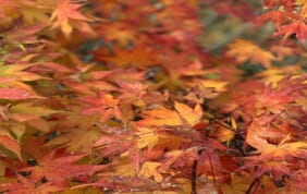 【帰着レポート】北東北の4つの紅葉絶景 十和田・八甲田・八幡平と白神山地の旅 5日間