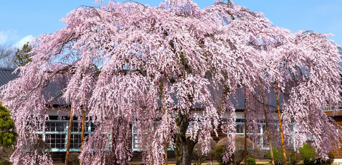 南信州の桜絶景と伝統文化を訪ねて【3日間】