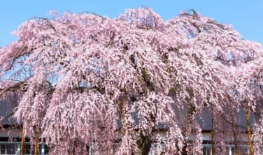 南信州の桜絶景と伝統文化を訪ねて【3日間】