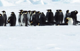 【帰国レポート】コマンダンシャルコー号でゆく　憧れの皇帝ペンギンを探して 　南極ウェッデル海への船旅