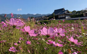 【帰着レポート】語り部と旅する　飛鳥を翔ける女性たち