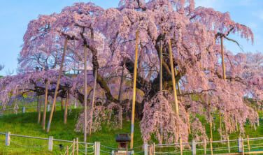 南東北の春景色　置賜（おきたま）さくら回廊と古典桜の里【4日間】