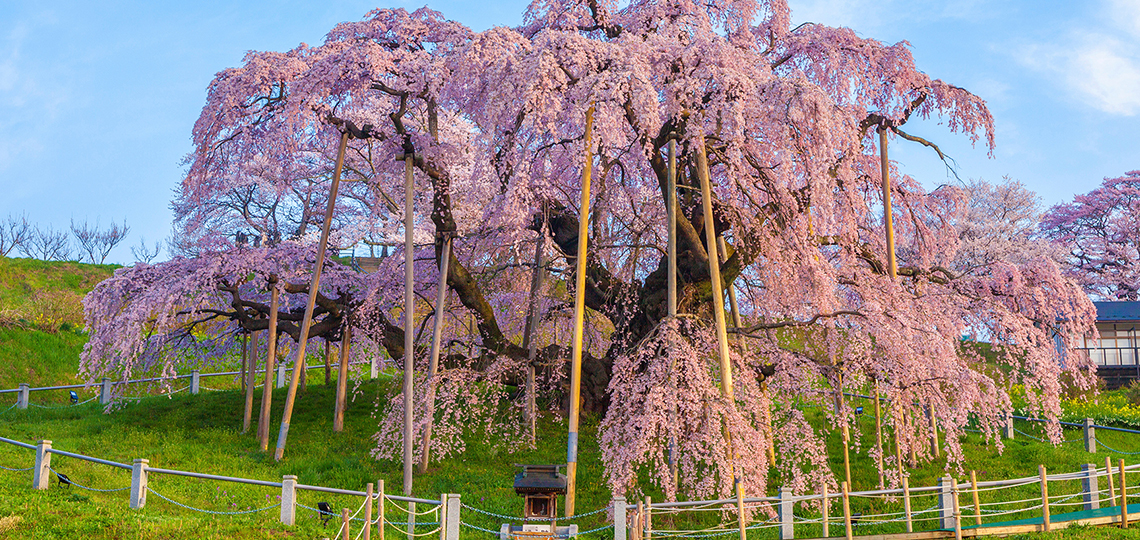 南東北の春景色　置賜（おきたま）さくら回廊と春の山菜の旅【4日間】