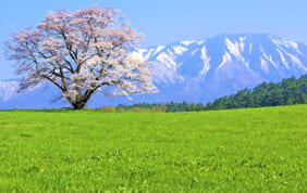 2024年4月〜6月出発　春の国内ツアーパンフレット第二弾「日本旅百景」パンフレットができました。