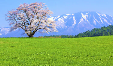 2024年4月〜6月出発　春の国内ツアーパンフレット第二弾「日本旅百景」パンフレットができました。