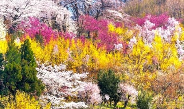 三春の滝桜と水郡線　福島 花の旅【4日間】