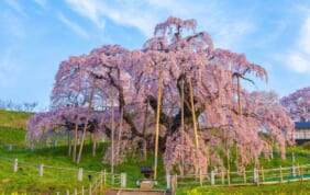 【国内・注目の旅】この春お勧めの旅！「桜を楽しむ旅」計11コース