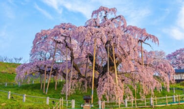 【国内・注目の旅】この春お勧めの旅！「桜を楽しむ旅」計11コース
