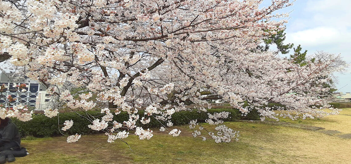 【帰着レポート】北陸新幹線で行く　敦賀・福井さくらの旅