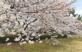 【帰着レポート】北陸新幹線で行く　敦賀・福井さくらの旅