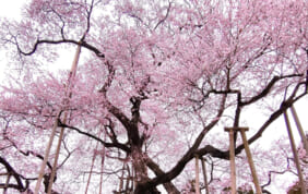 【帰着レポート】伊丹発　三春の滝桜と水郡線・福島 花の旅