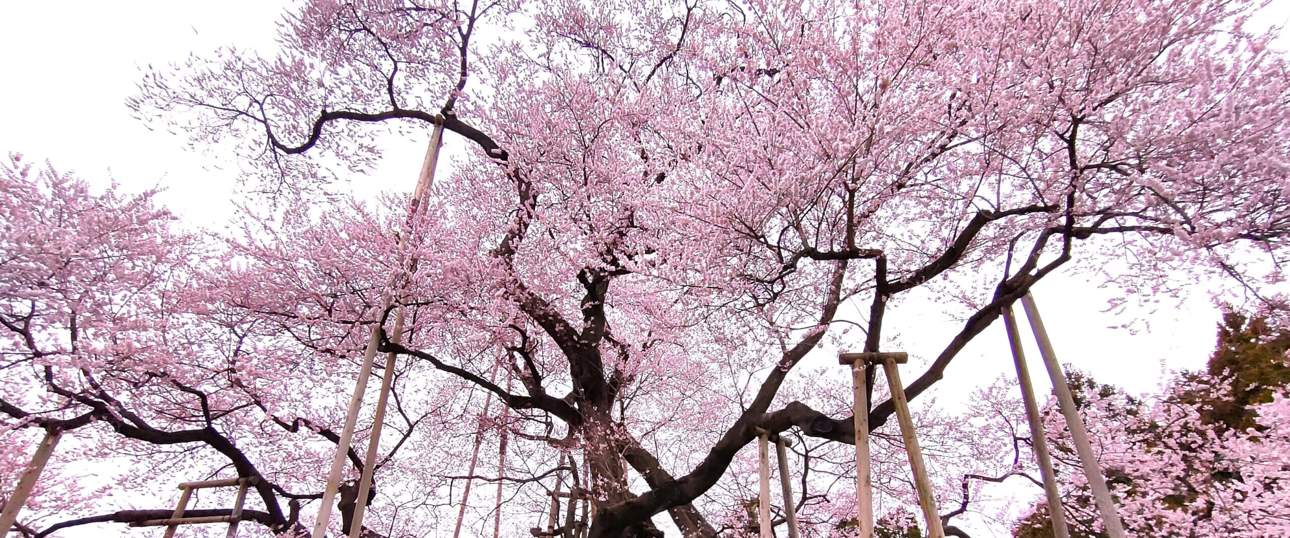 帰着レポート】伊丹発 三春の滝桜と水郡線・福島 花の旅 | 旅のひろば