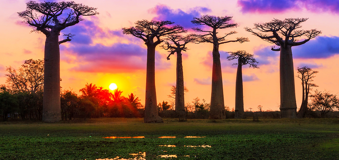 速報・注目の旅】バオバブの絶景と固有動物の楽園。マダガスカルを