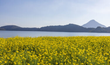 屋久島・種子島と菜の花の指宿の旅【5日間】