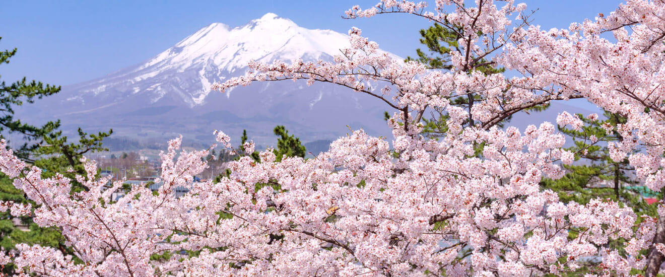 北東北の春景色　みちのく3大桜の旅【4日間】