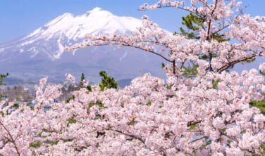 北東北の春景色　みちのく3大桜の旅【4日間】