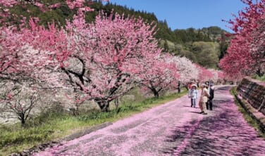 【大阪支店企画】うまし旅ニッポン　春の信州編　花もも街道としらびそ高原天の川【3日間】