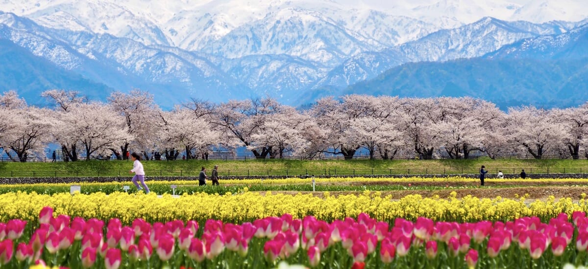 富山・春の四重奏と雪月花乗車の旅【3日間】