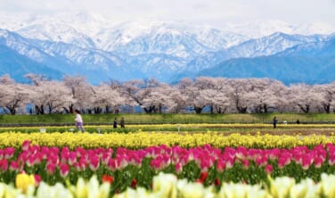 富山・春の四重奏を訪ねる旅【3日間】
