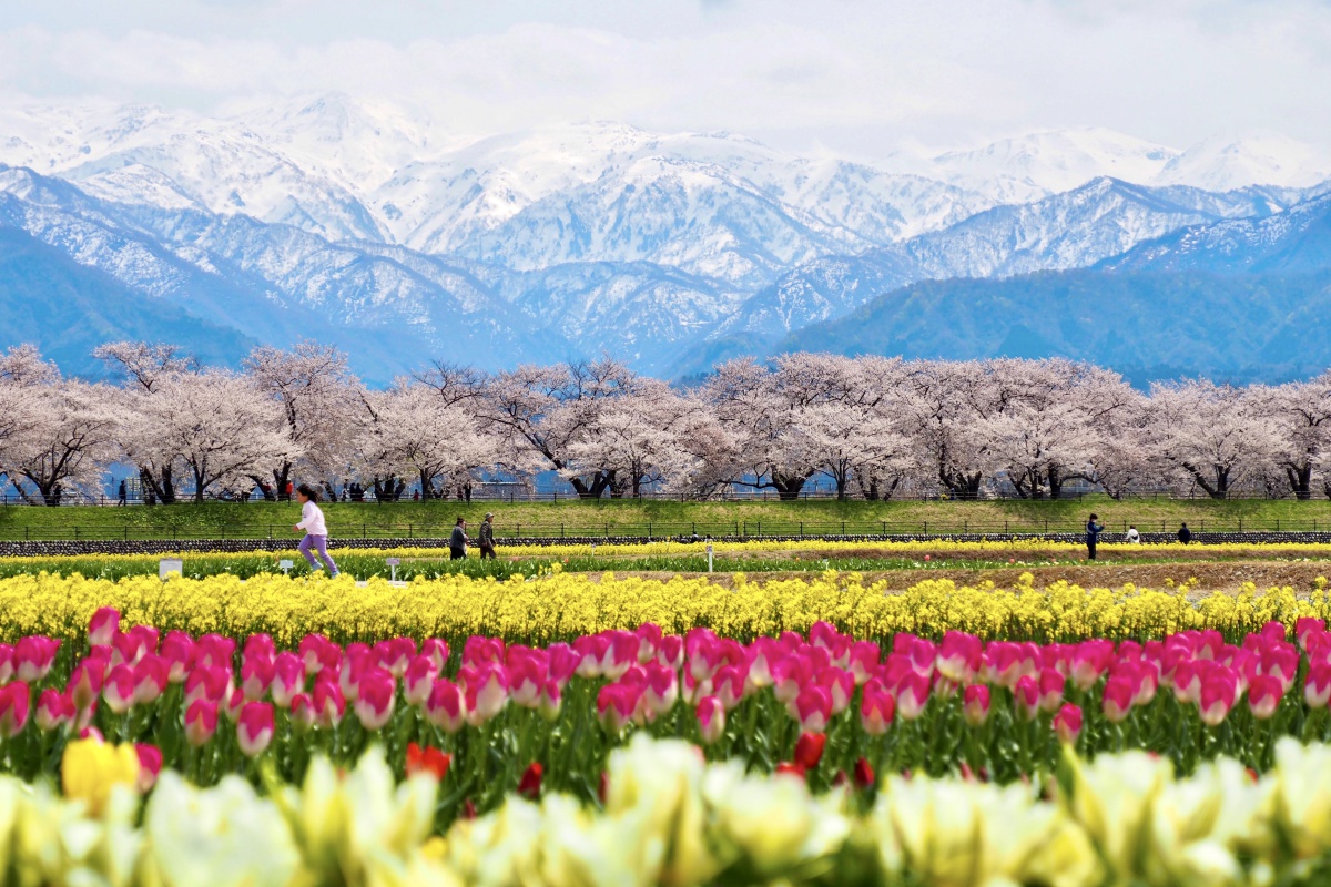 富山・春の四重奏と雪月花乗車の旅【3日間】 | ワールド航空サービス