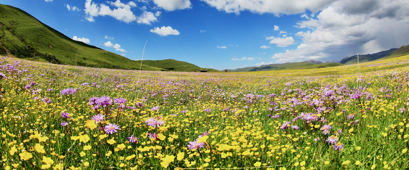 ペイ国の山 福岡発】四姑娘山と天空の花畑 紅原湿原の旅【7日間】 | ワールド航空