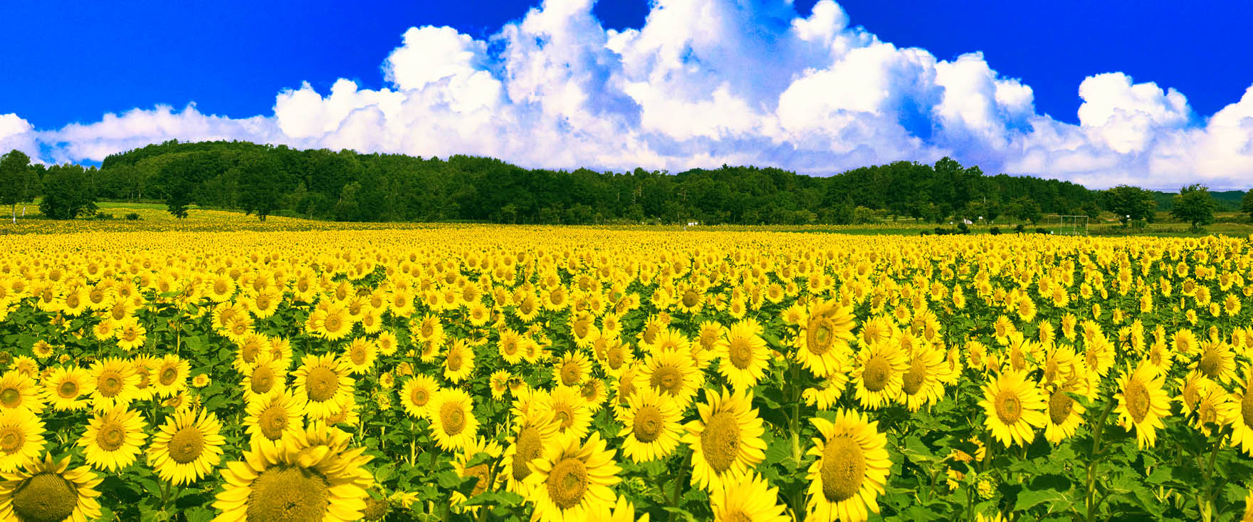 2025年6月〜10月出発 夏のツアーパンフレット「日本旅百景」ができまし