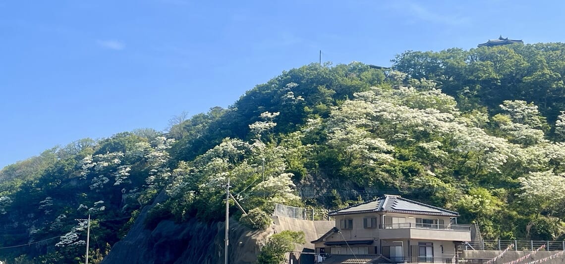 【帰着レポート】ヒトツバタゴ咲く季節　古代ロマンの架け橋　壱岐・対馬の旅