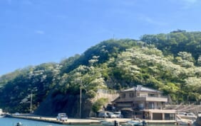 【帰着レポート】ヒトツバタゴ咲く季節　古代ロマンの架け橋　壱岐・対馬の旅