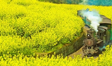 【成田・関空発】芭石鉄道・菜の花畑SLと花咲く里へ　四川省春の旅【9日間】