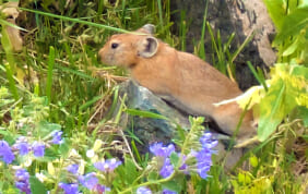 【帰国レポート】夏のモンゴル・ゴビ砂漠の絶景と花咲くテレルジの旅