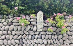 【帰着レポート】カノコユリ咲く季節に訪れる　麗しの甑島周遊の旅