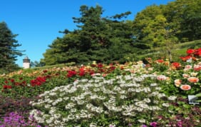 【帰国レポート】知られざるフランケンの町フォルヒハイムと煌めくボーデン湖の旅