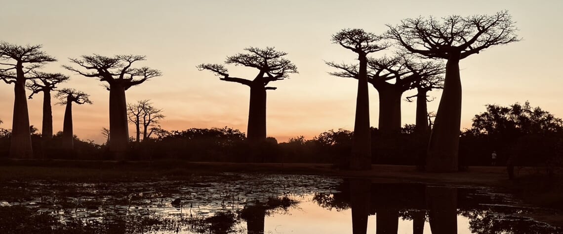 関空発】不思議の国マダガスカルと美しき楽園セーシェルの旅【10日間