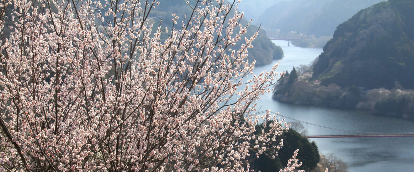 柳生と伊賀、南山城の里山と早春の京都を訪ねる旅【4日間】