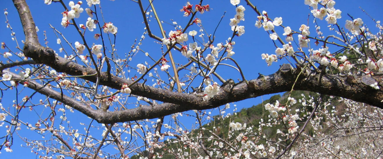 紀州の梅林と南紀白浜の旅【4日間】